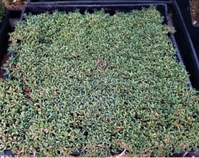 Ruschia Lineolata 'nana' Dwarf Carpet of Stars Etsy Australia