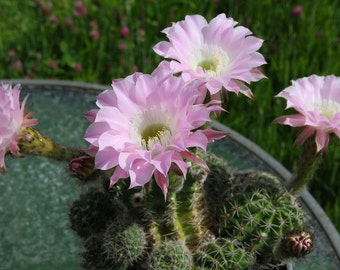 Echinopsis Multiplex - Pink Flower in 6 inch pantera pot