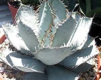 Agave titanota - Rancho Tambor Agave - in 2 gallon pots