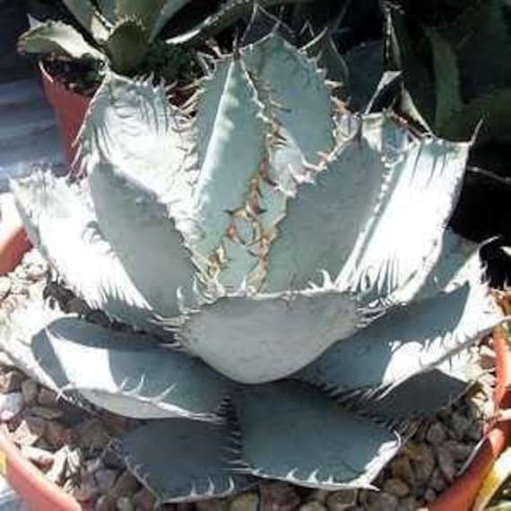 Agave Titanota - Rancho Tambor Agave - in 2 Gallon Pots - Etsy