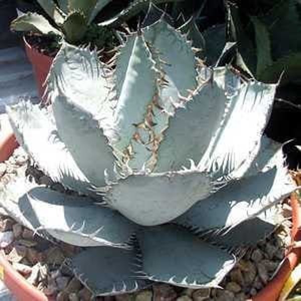 Agave titanota - Rancho Tambor Agave - in 2 gallon pots