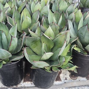 May include: A group of potted agave plants with blue-green leaves and dark brown edges. The plants are in black plastic pots and are arranged in a row on a white surface.