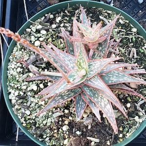 Aloe 'Bright Star' in 8 inch pots