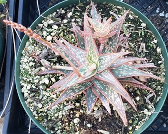 Aloe 'Bright Star' in 8 inch pots