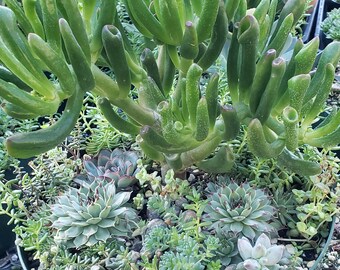 Gift Idea  8 inch Succulent Mix