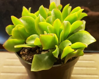 Crassula arborescens ssp. undulatifolia - Ripple Jade  4 inch pot