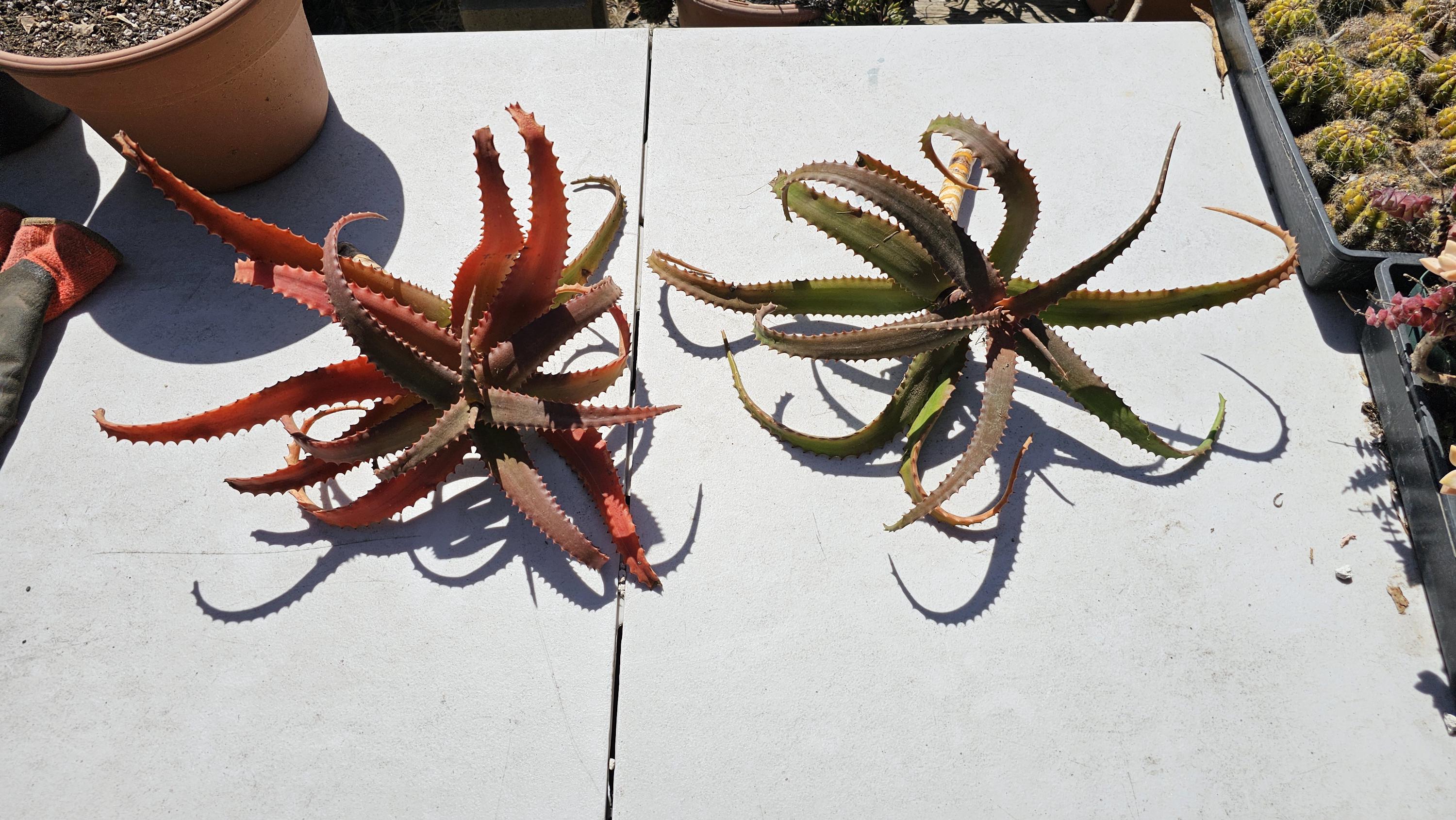 Aloe 'rooikappie' - Little Red Riding Hood Aloe -1 Large Cutting - Etsy