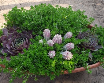 12x5 inch Oval Pots - Indian Corn Cob / Ruby Heart Hens and Chicks / Sedum ‘Fine Green Leaf’