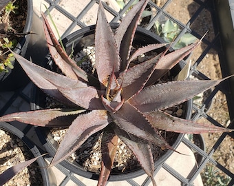 Mangave 'Tooth Fairy' in 1 gallon pots