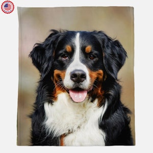May include: A Bernese Mountain Dog with black, white, and brown fur, looking directly at the camera with its tongue sticking out.