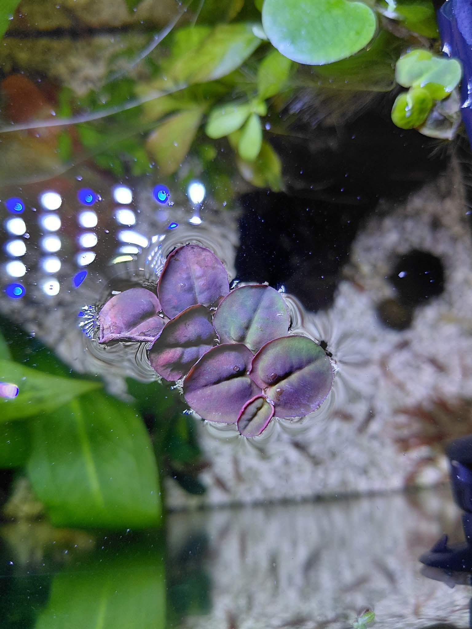 Mix Piante Galleggianti Per Acquario | 25 Piante | Ossigenazione Naturale | Facile Manutenzione - Foto 4