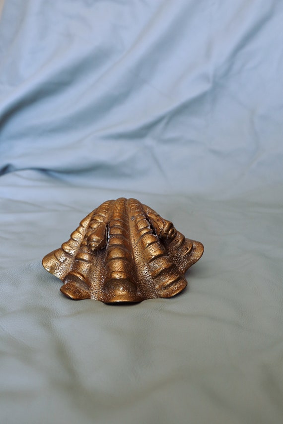 Seashell Collection Set - image 5