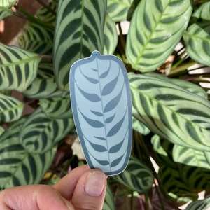 3” Ctenanthe Burle-Marxii Vinyl Sticker