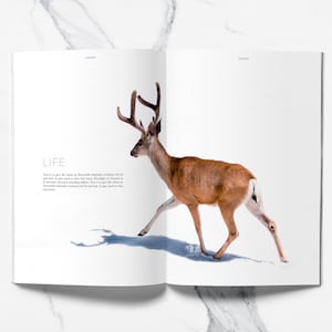 SAGAM 24 pages Magazine layout | A4 Brochure Layout | Photography Magazine Template | InDesign Template | Instant Download