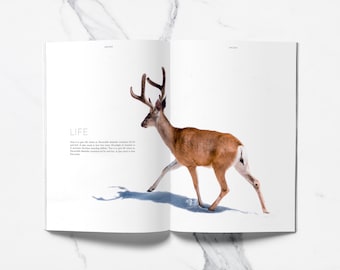 SAGAM 24 pages Magazine layout | A4 Brochure Layout | Photography Magazine Template | InDesign Template | Instant Download