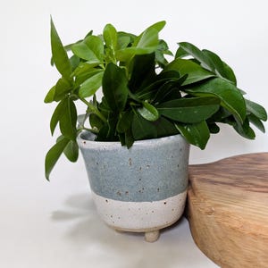 May include: A small, handmade ceramic planter with a light blue and white speckled design. The planter is filled with vibrant green leafy plants. The planter has three small feet and is set on a white surface.