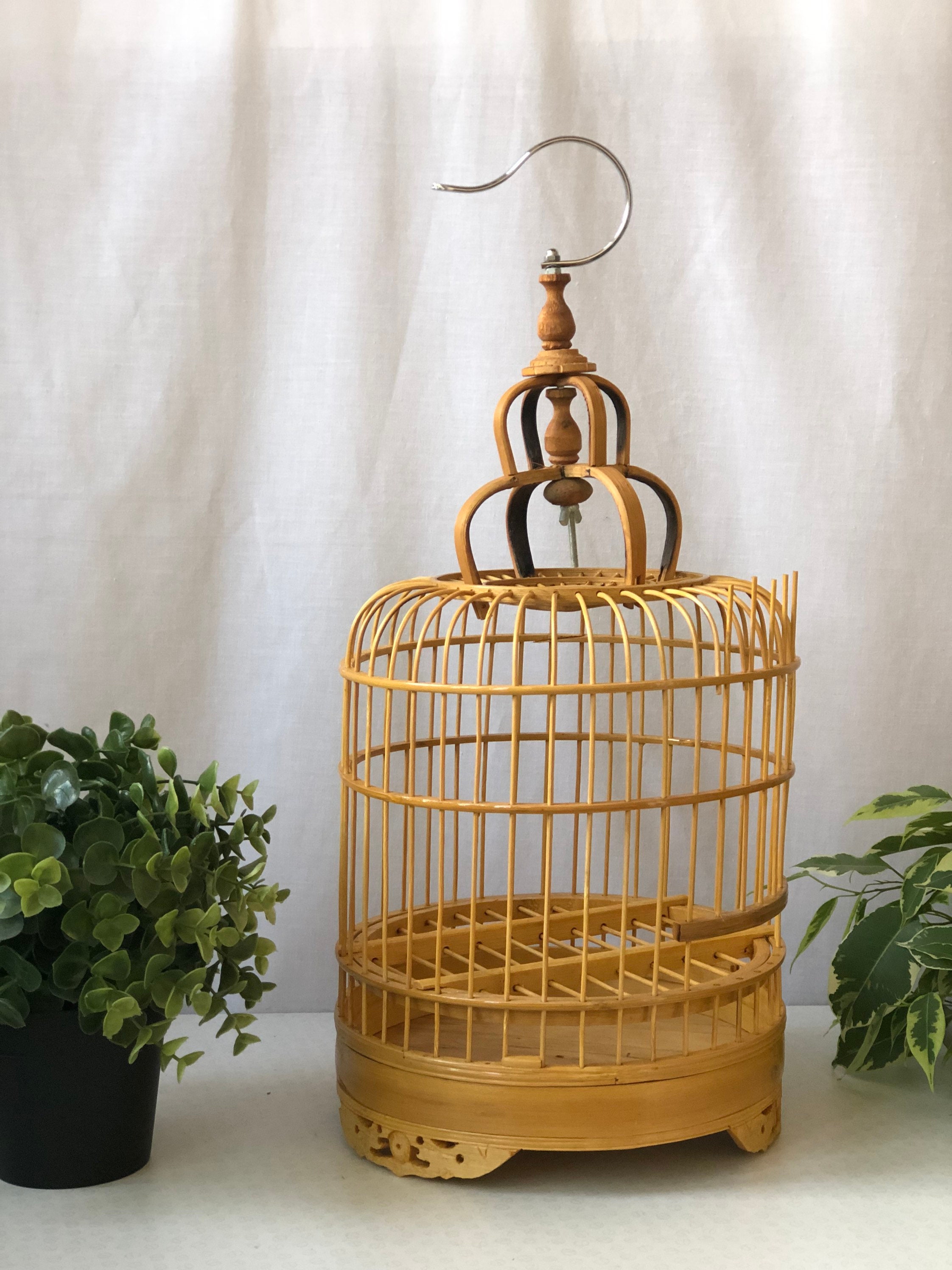 12+ Bird Cage Plants