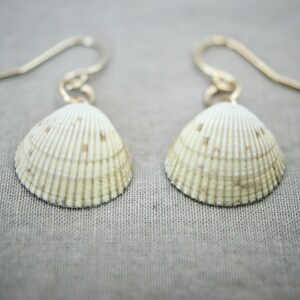 May include: A pair of seashell earrings. Each earring features a natural, cream-colored shell with brown speckles, suspended from a silver-toned hook. The shells have a ribbed texture and are displayed against a neutral background.