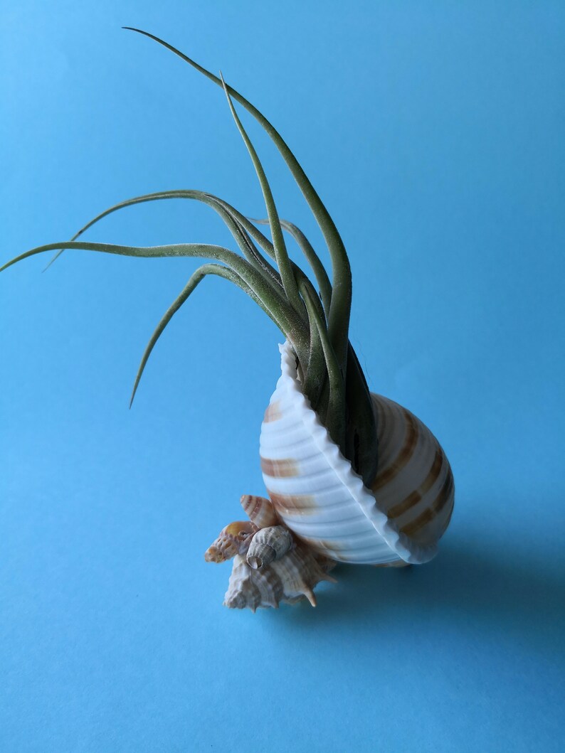 Tillandsia Caput medusae Air Plant, Tillandsia , Tillandsia Ionantha large, Shell With Air Plant, Shell mermaid decor, christmas gift