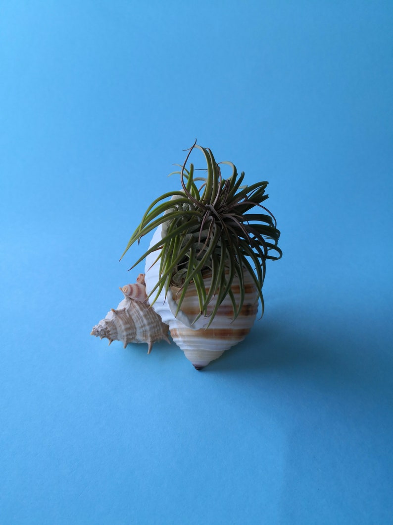 Big green tillandsia, Air Plant, Tillandsia Ionantha green, Tillandsia Ionantha large, Shell With green Air Plant, Shell mermaid eco decor