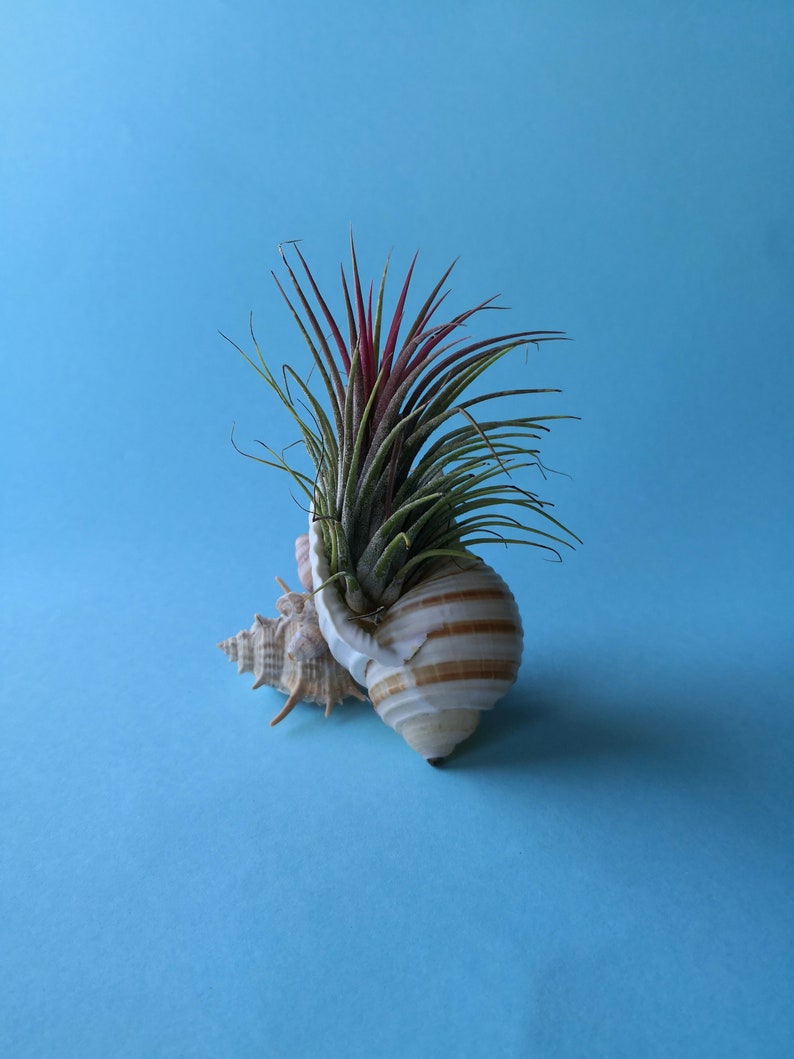 Red tillandsia, Air Plant, Tillandsia Ionantha red, Tillandsia Ionantha large, Shell With Red Air Plant, Shell mermaid decor, christmas gift