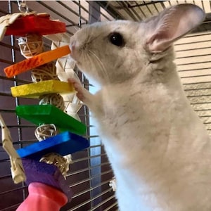 May include: A gray chinchilla in a cage interacting with a colorful wooden toy. The toy features red, orange, yellow, green, blue, and purple blocks. The chinchilla is standing on a wooden platform.