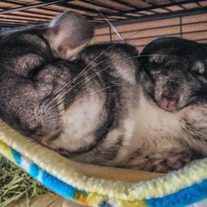 Chinchilla hammock diy sales
