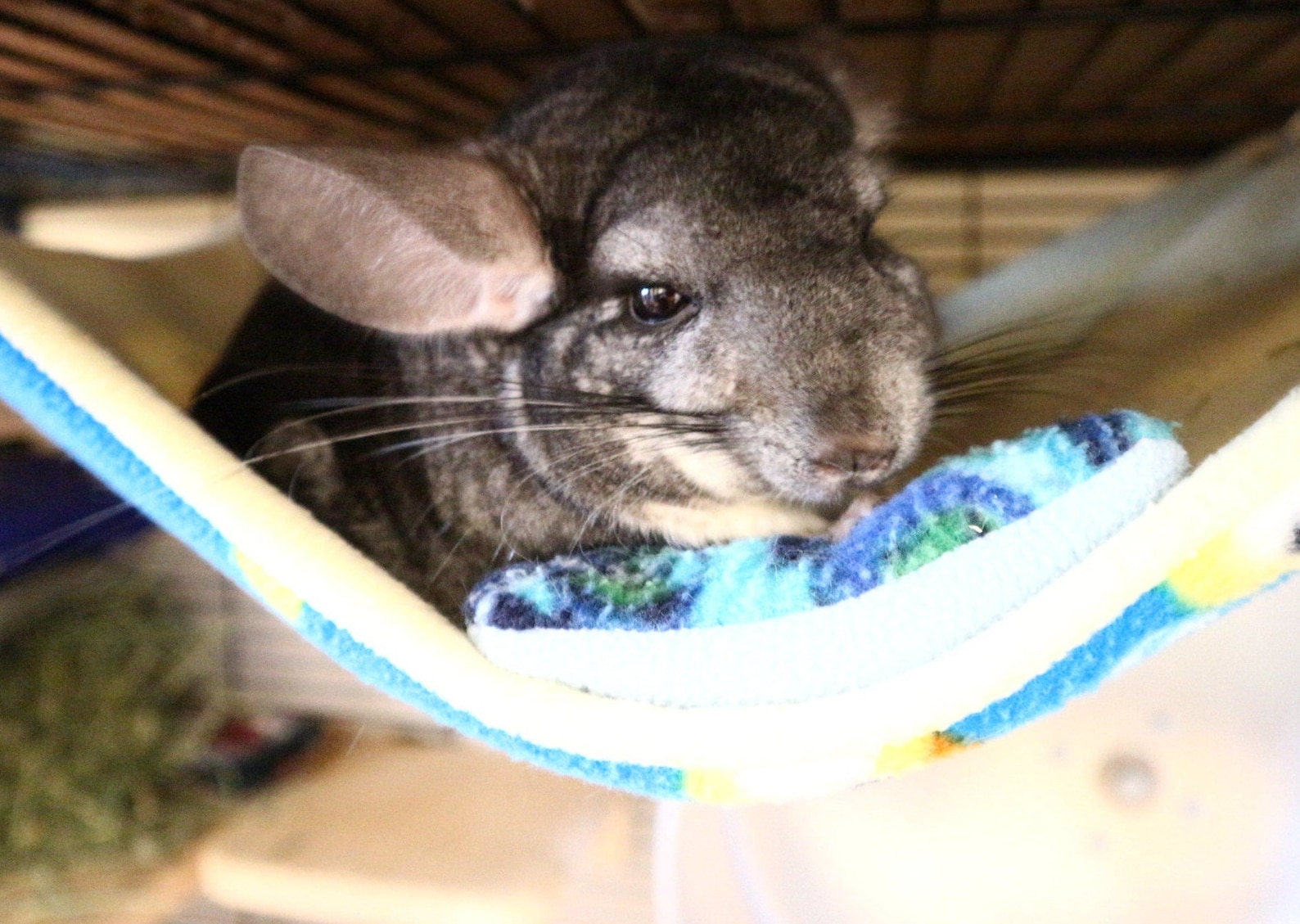 Large Chinsafe All Antipill Fleece Hammock Chinchilla / Etsy