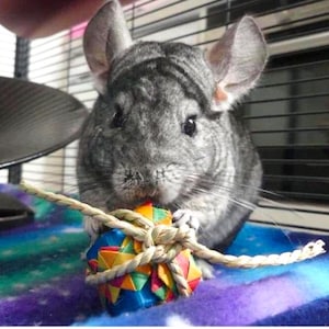 Chinnie Pressie – Giocattolo masticabile per compleanno/giorno del Gotcha/non compleanno per cincillà/ratti/conigli/porcellini d&#39;India/degu/criceti/gerbilli.