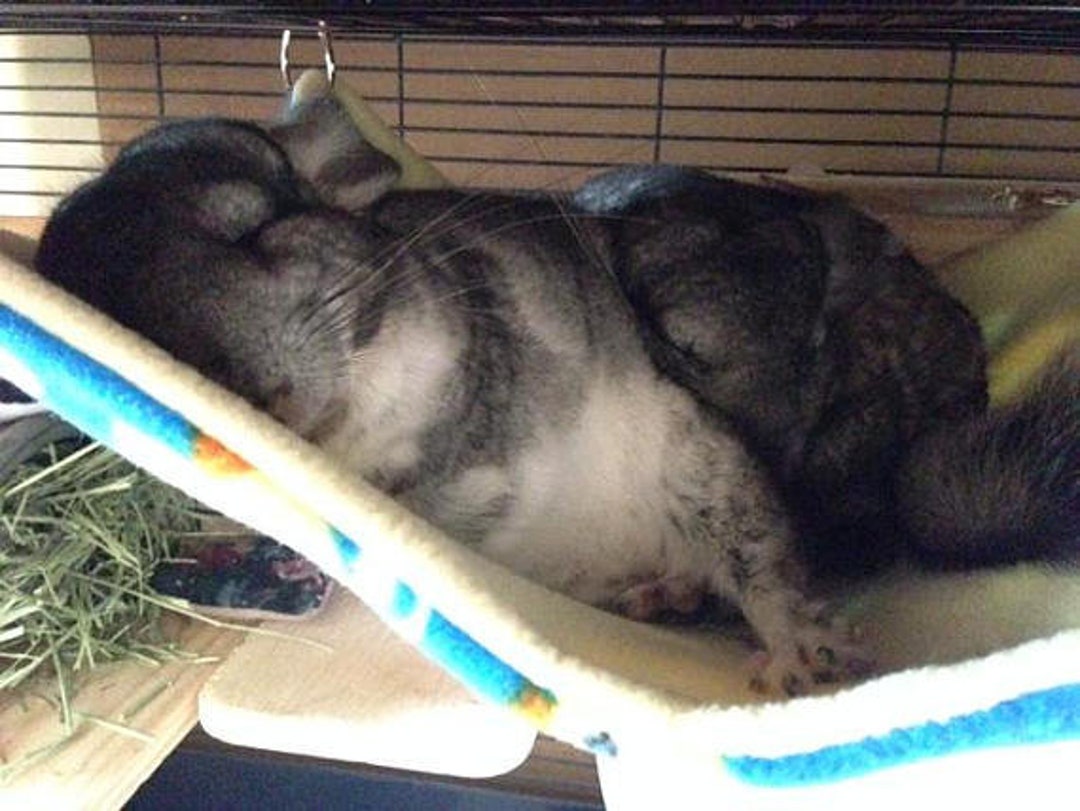 Chinchilla top hammock diy