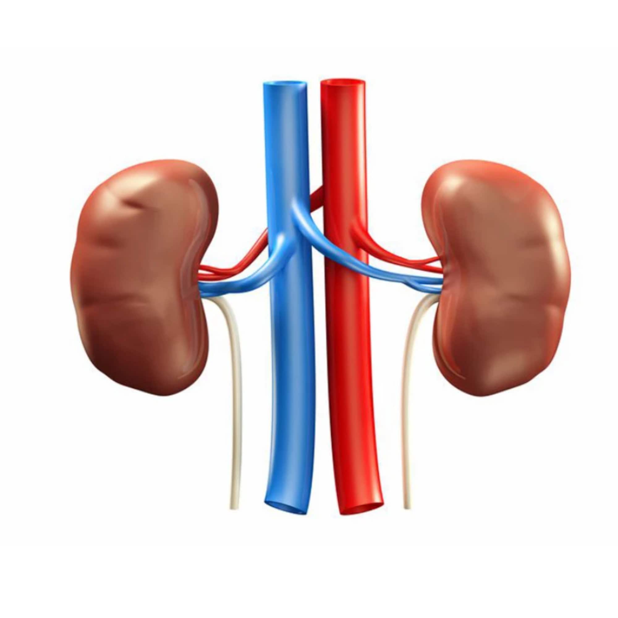 Kidney Pin white coat enamel pin Doctors Nephrology Dialysis Etsy