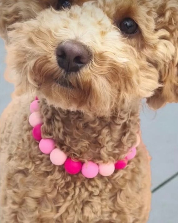 Silicone Beaded Dog Necklace UK