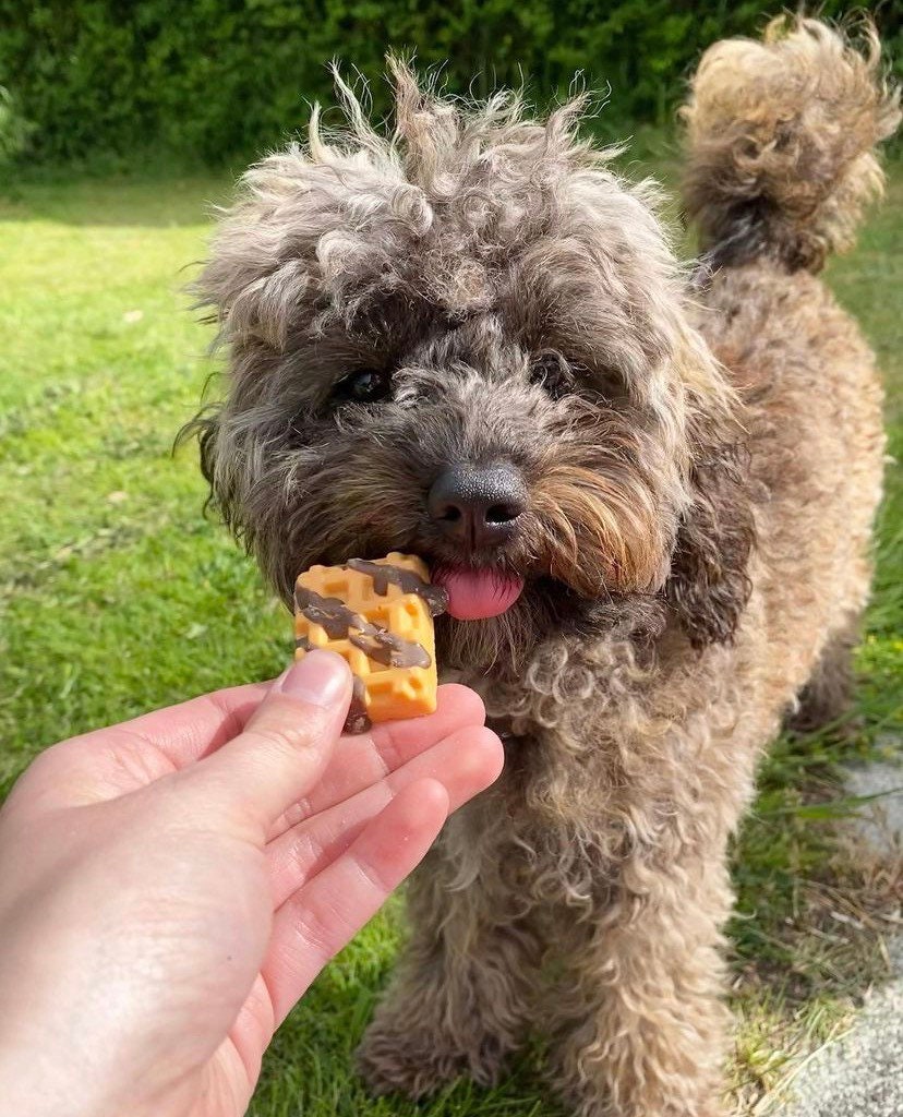 Doggie Choco Waffles Dog Treats Etsy UK
