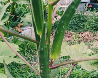 25 Go Big Okra Seeds | Big delicious okra | Abelmoschus esculentus