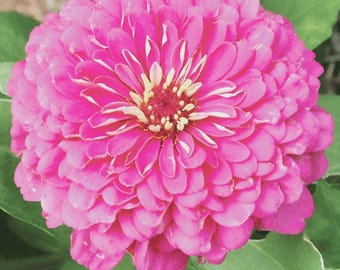 200 Zinnia LUMINOSA PINK Huge Blooms Butterflies Hummingbirds Non-GMO Seeds!