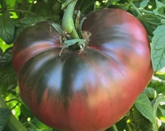 50 Cherokee Purple Tomato Seeds, Heirloom, NON-GMO.