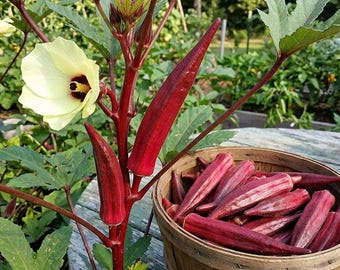Fresh 100 Red burgundy okra seeds. #okraseeds