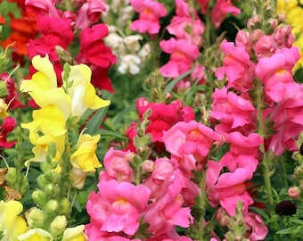 5000+ Snapdragon mix Flower Seeds