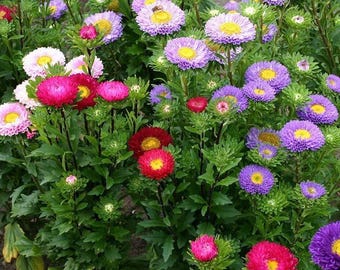 300 Aster, China POWDERPUFF Mix seeds Blooms Flowers Non-GMO