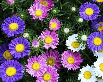 800 Rainbow Mix Aster Seeds | NON-GMO | Heirloom | Fresh Flower Seeds