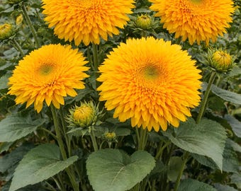 Tall Sungold sunflower seeds| 5' to 6' tall | Heirloom | 50 Fresh Seeds
