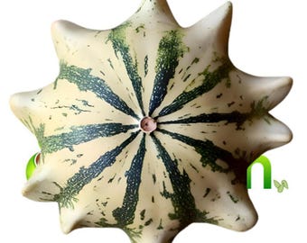 Crown of Thorns Shenot Gourd Se Squash Seeds| 15+ seeds| NON-GMO| Free Shipping