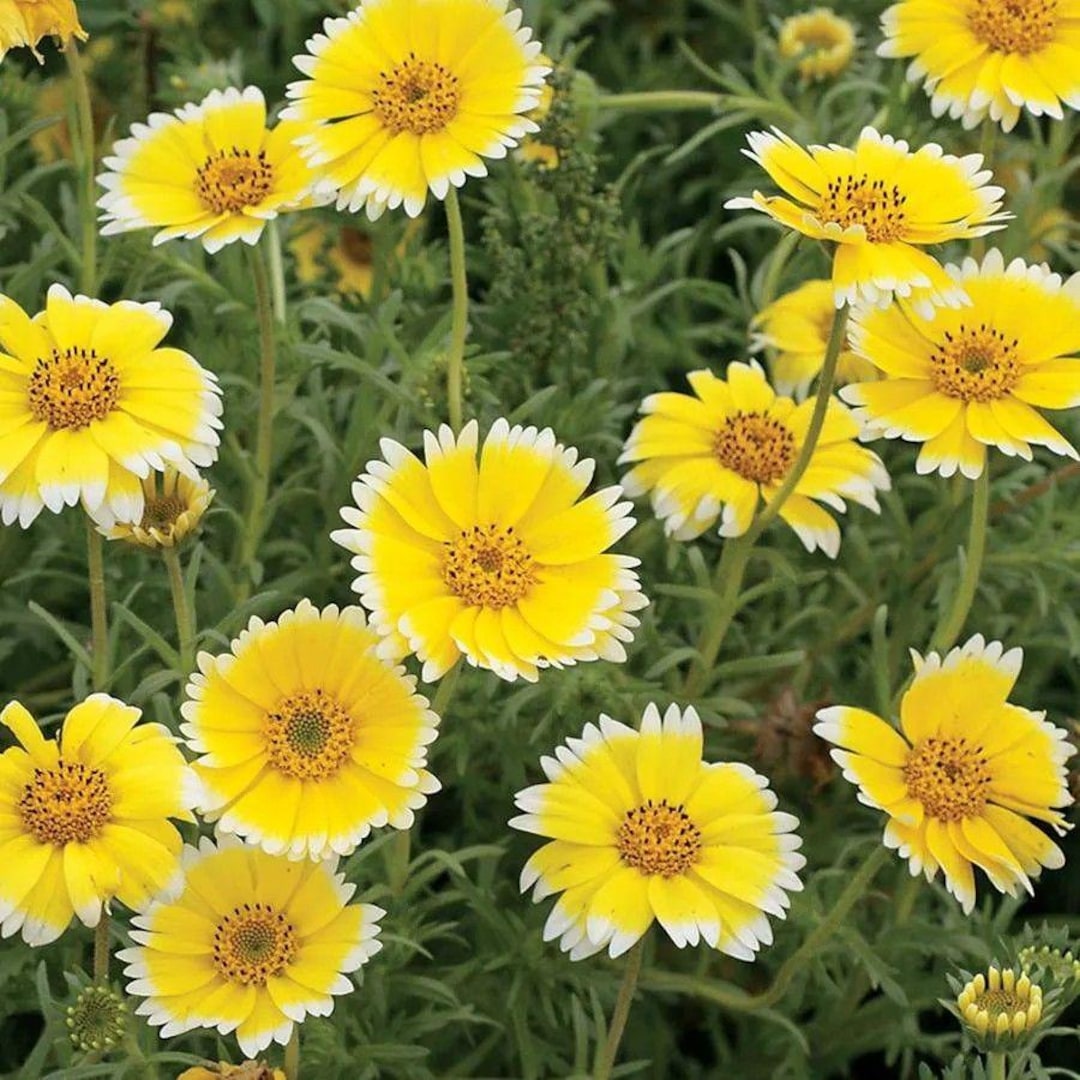 Tidy Tips 1200 Tidy Tips Seeds Layia Platyglossa Yellow Annual Flower. - Etsy