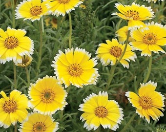 1200 Tidy Tips Seeds Layia Platyglossa Yellow Annual Flower.