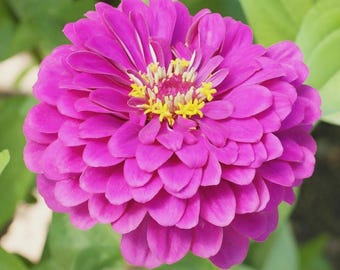 200 Zinnia PURPLE PRINCE Heirloom 5" Blooms Butterflies Pollinators Seeds
