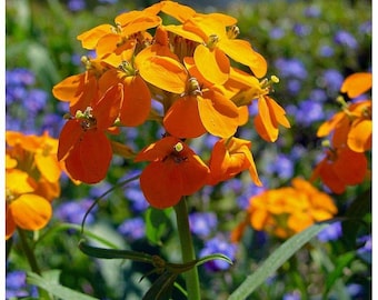 Siberian Wallflower Seeds ~ 1500 seeds
