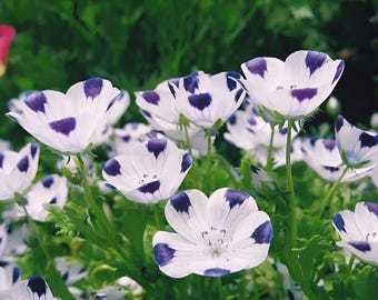 Five Spot Nemophila. Flower Annual wildflower. 250 seeds