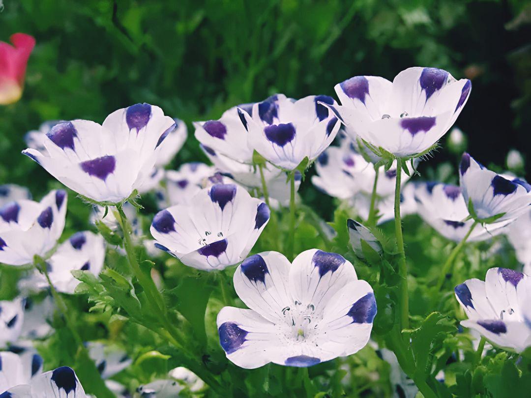 Nemophila Flower - Etsy