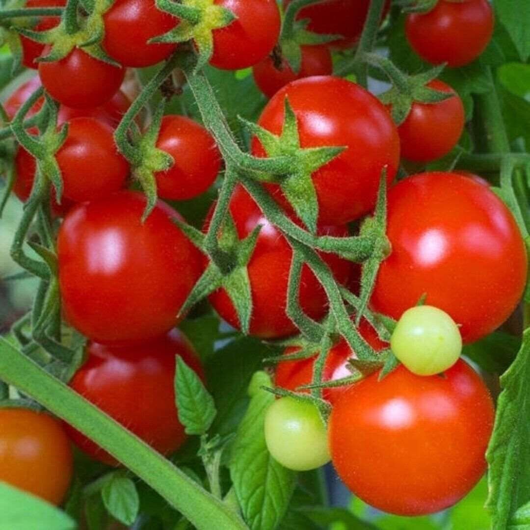 Large Red Cherry Tomato Seeds. Etsy