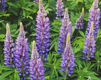 Lupine Wild Perennial Hummingbird & Bee Favorite Heirloom Pure Non-GMO 100 Seeds